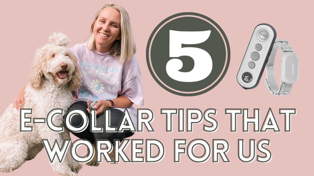 5 E-Collar Dog Training Tips for Beginners